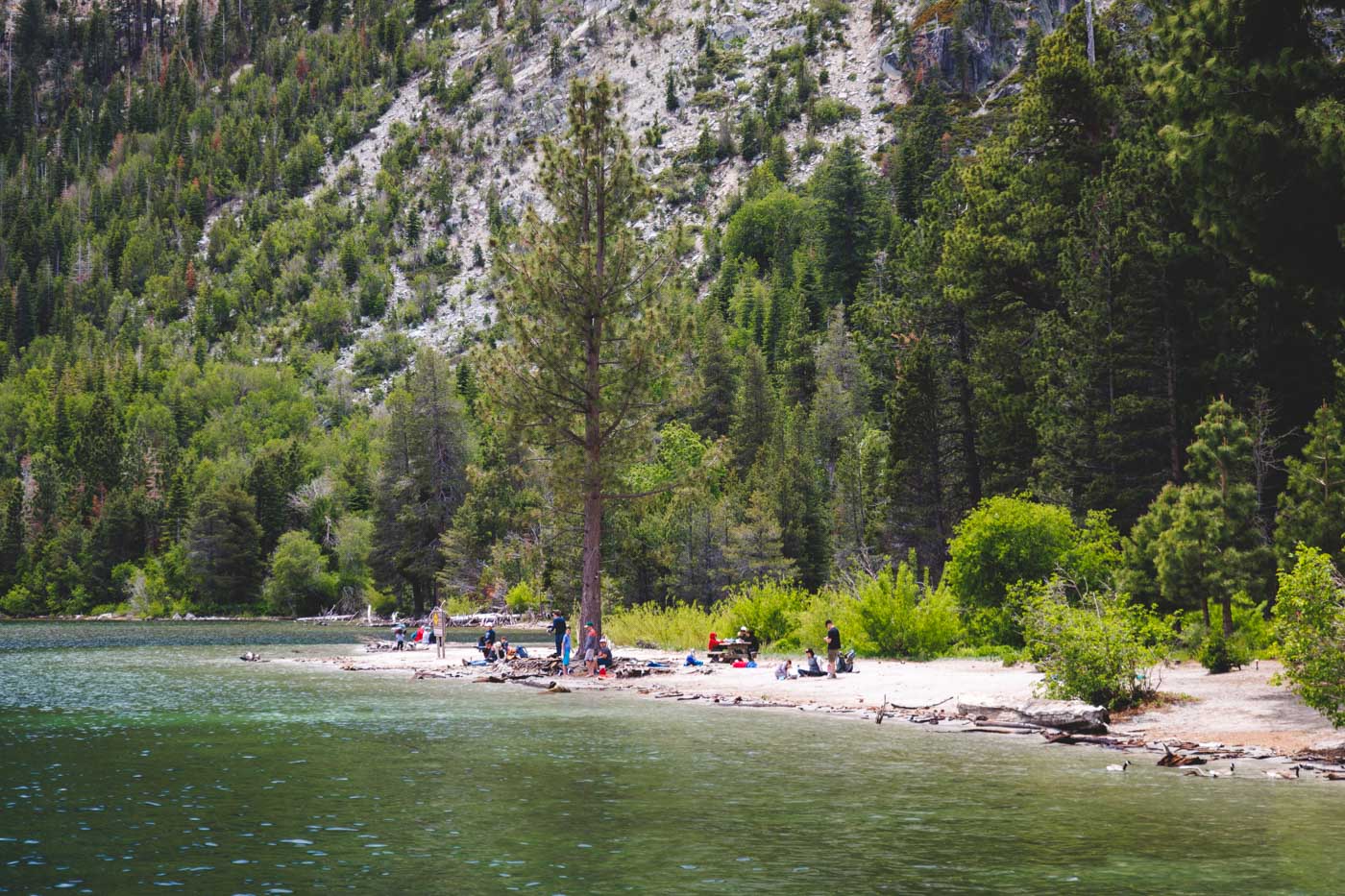 Tourists on a beach in Emerald Bay beside a giant lakeside tree and lots of other trees around.