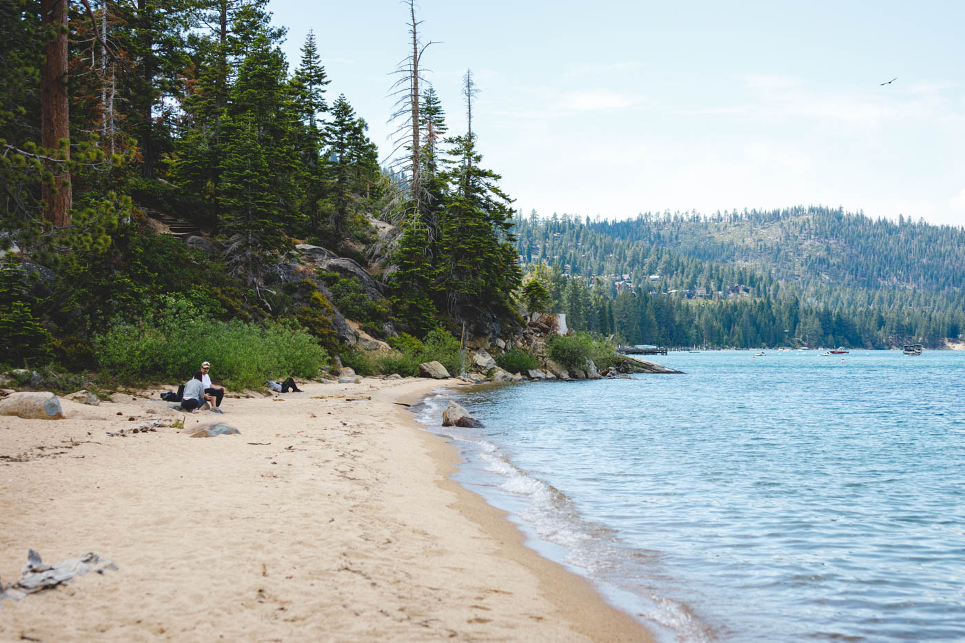 Tourists relaxing and sunbathing on an almost empty Calawee Cove Beach surrounded by pine trees.