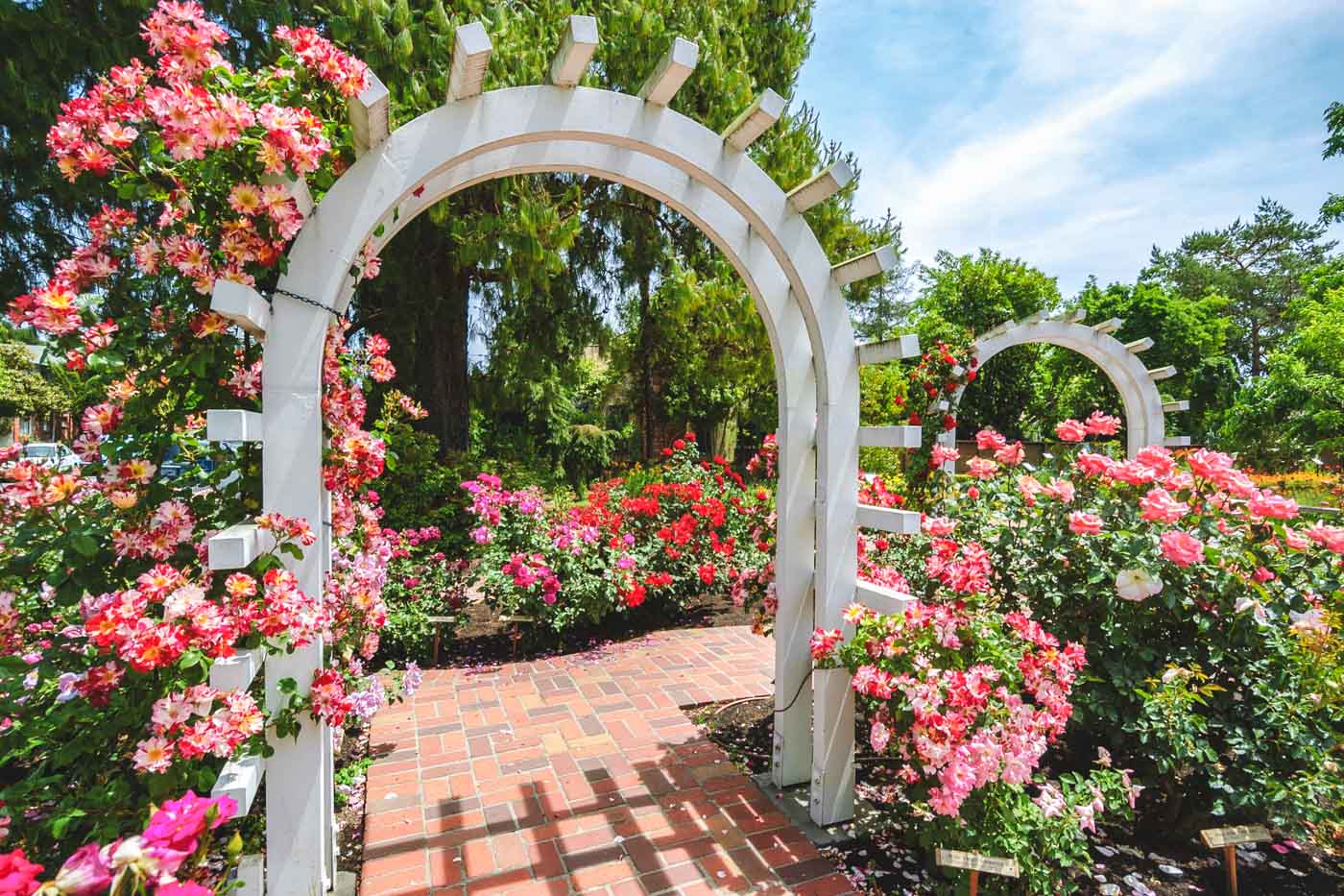 Two white wooden arches surrounded by pink flowers on a sunny day in Luther Burbank Gardens.