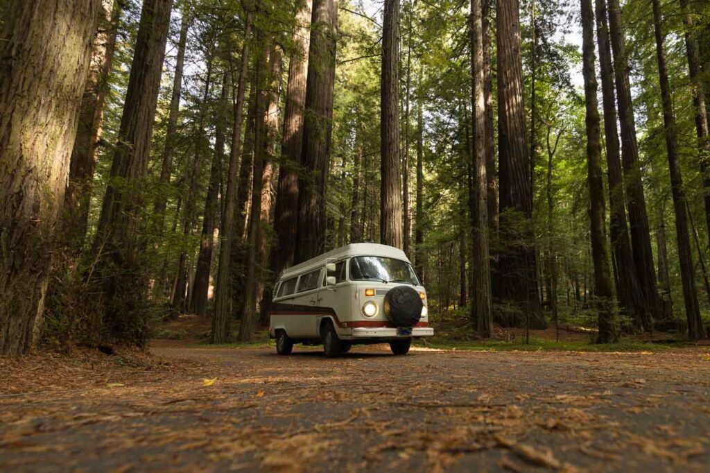 Lucy, our VW Bus, surrounded by redwoods on the Avenue of the Giants road.