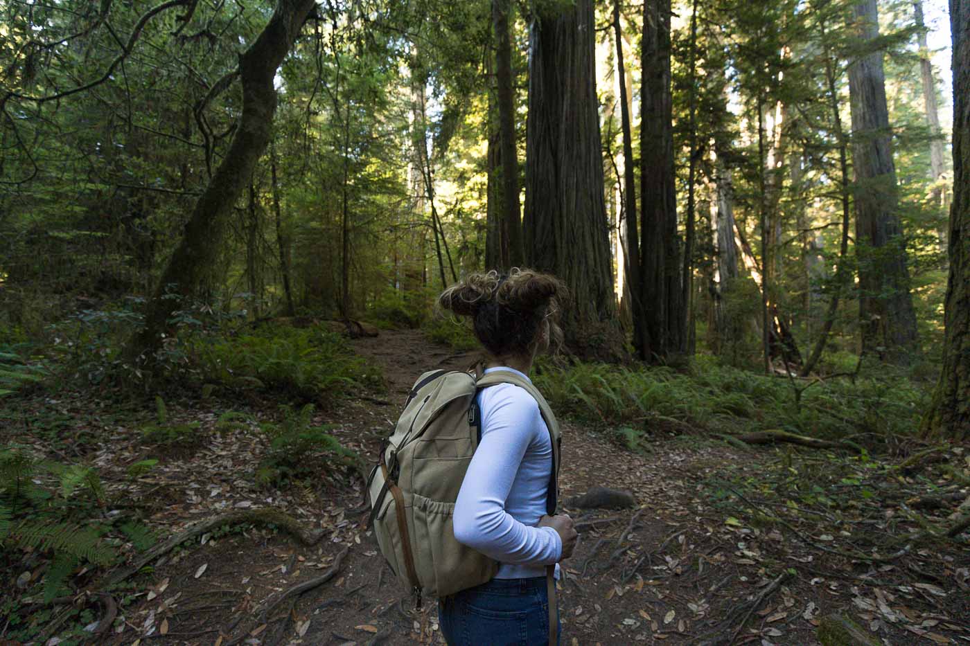 Your Guide to Jedediah Smith Redwoods