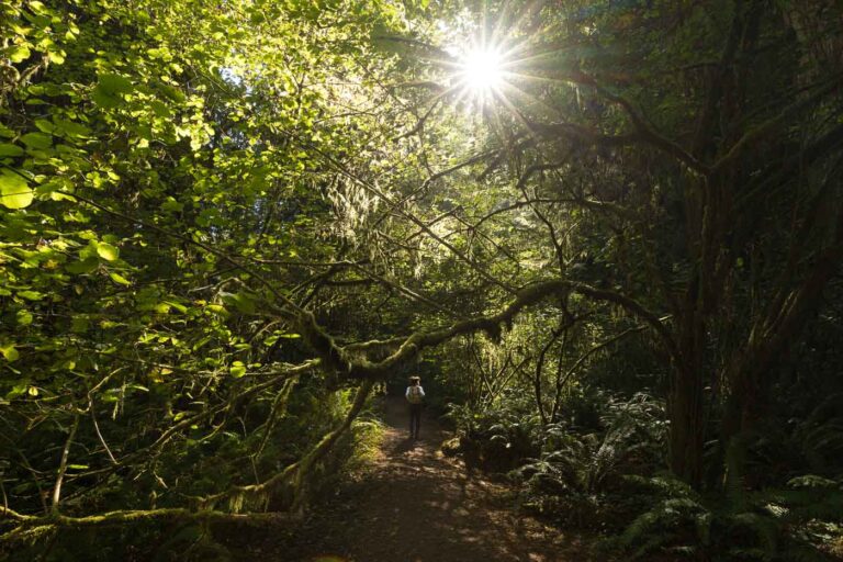 The sun peeping through a ton of trees on the Hatton Loop trail.