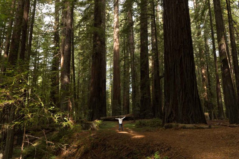 Nina in a big forested area in the Avenue of the Giants redwoods.