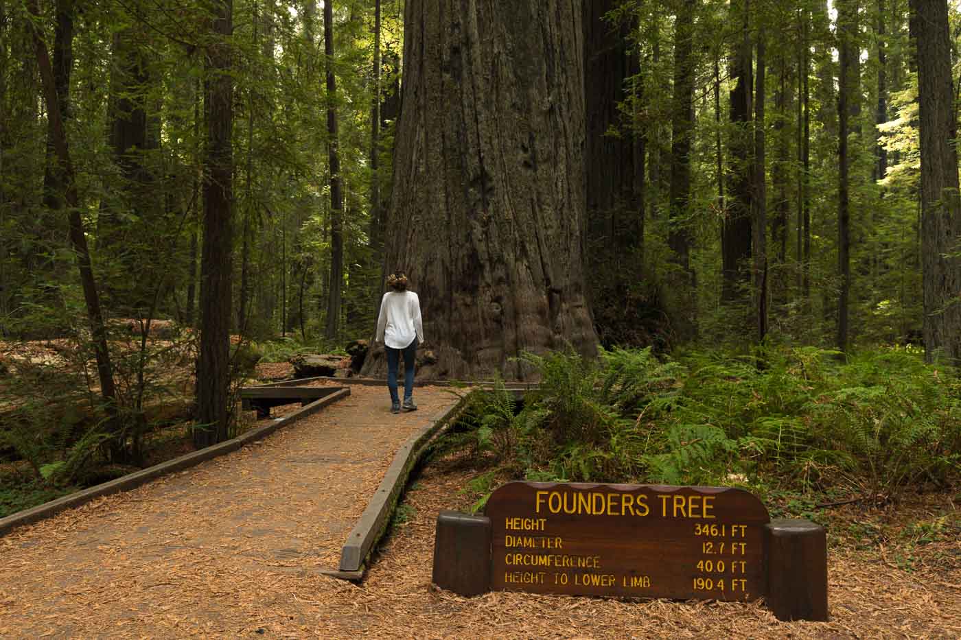 Where to See Redwoods in California (7 TOP Spots)