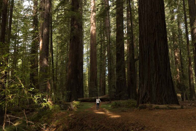 Nina is tiny amongst a forrest of redwood surrounding her.