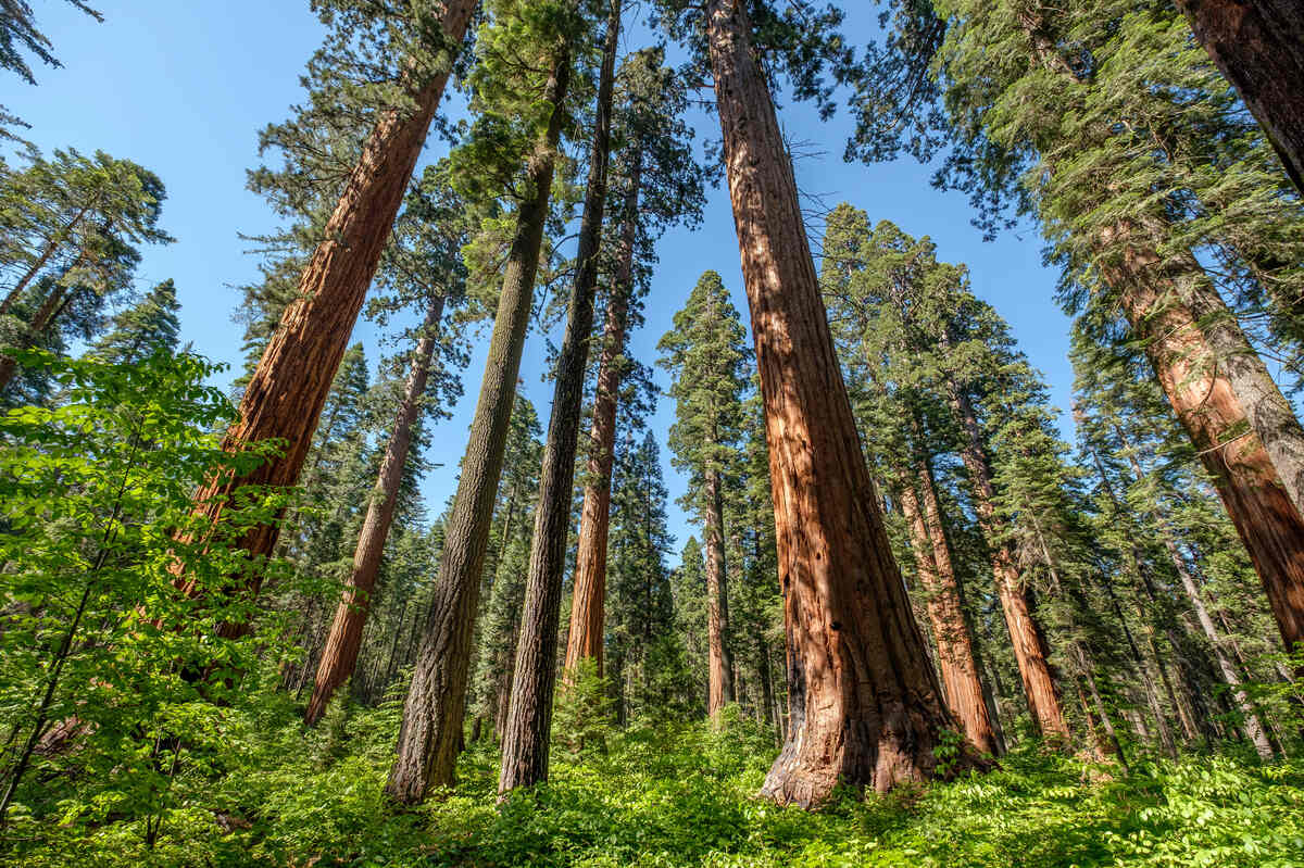 Calaveras big tree landscape
