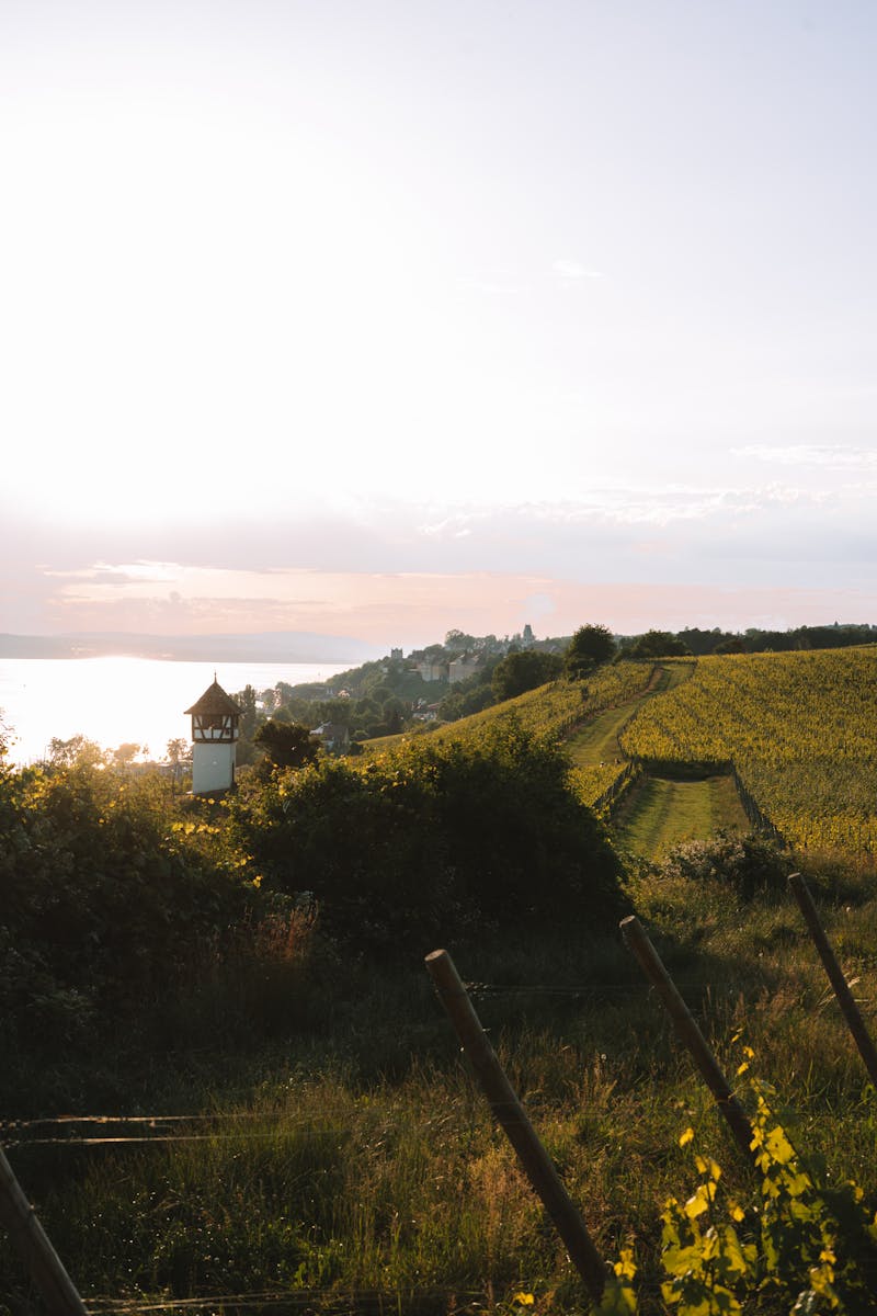 Peaceful sunset over a vineyard and village by the coast.