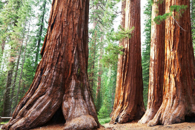 California’s biggest tree survived a wildfire wrapped in tinfoil, and it’s a half-mile walk from the parking lot