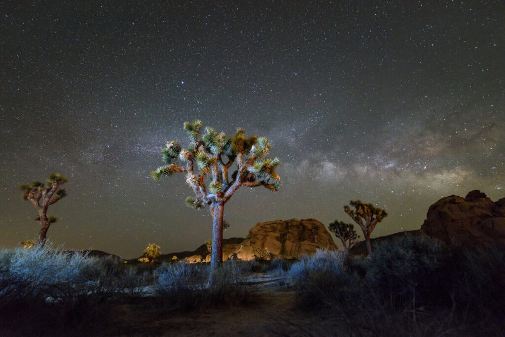 joshua tree at night