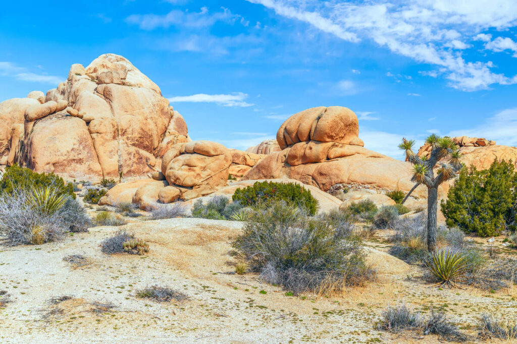 joshua tree hiking