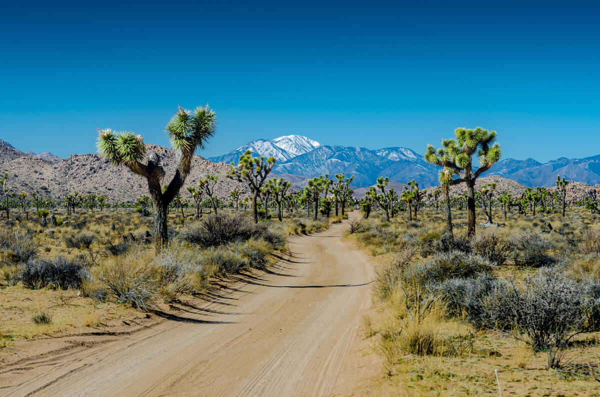 joshua tree road